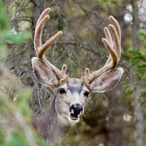 Mule Deer Teeth