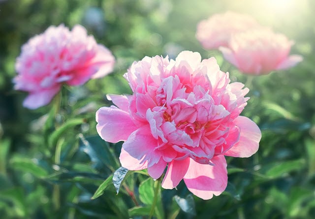 Peonies Are Deer Resistant Plants