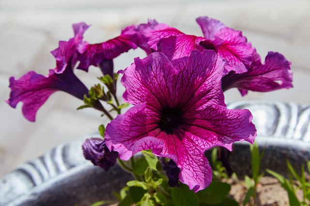 Petunia Grandiflora