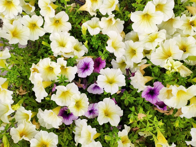 Hybrid Petunias