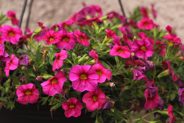 Petunia Milliflora