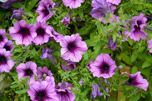 Petunia Multiflora