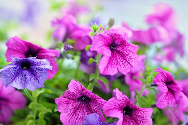 Petunias and Deer