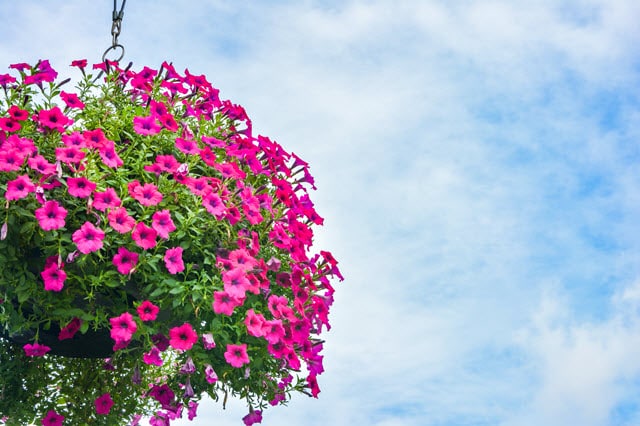 Plant Petunias in Hanging Baskets to Keep Them Safe from Deer