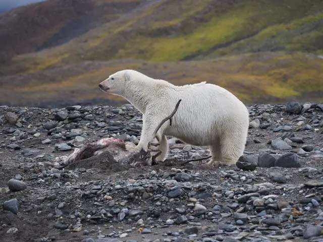 Polar Bear Eating a Caribou It Has Killed