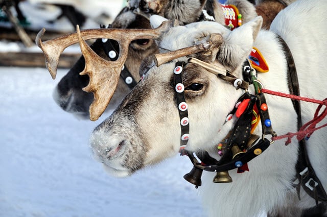 Photo of Two Real Reindeer Harnessed And Hooked To a Sleigh