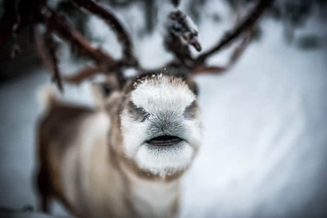 Reindeer Nose