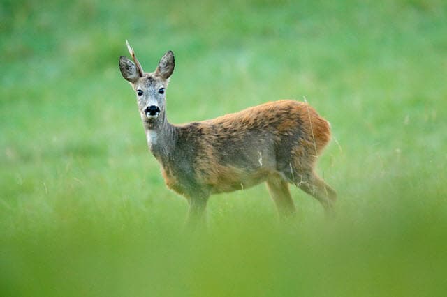 Roe Deer with One Antler