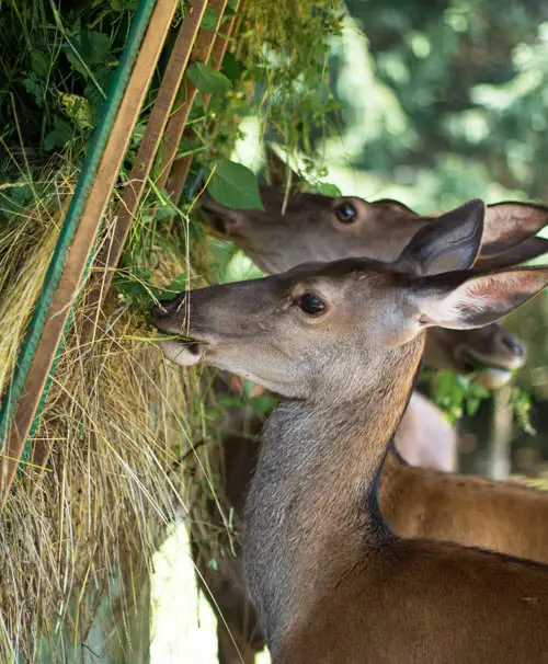 Should You Feed Deer Hay?