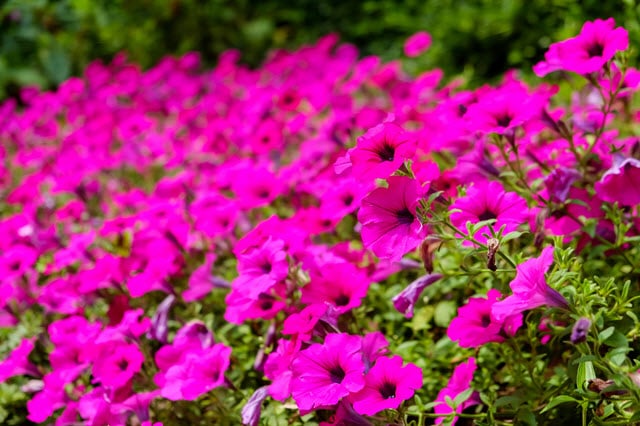 Spreading Petunias / Wave Petunias