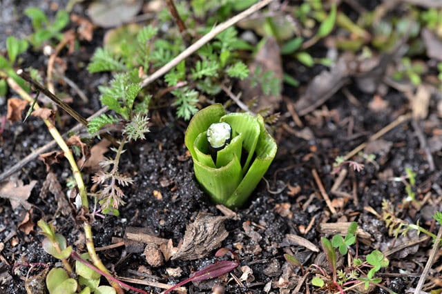 Spring Bulbs that Deer Will Eat Instead of Daffodils