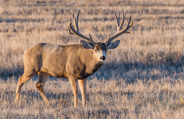 State With Biggest Deer