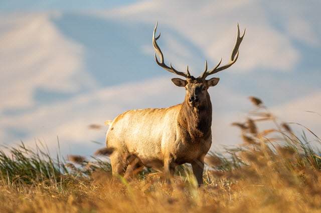 Tule Elk