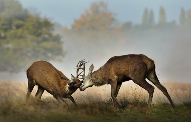 Two Bucks Fighting With Antlers