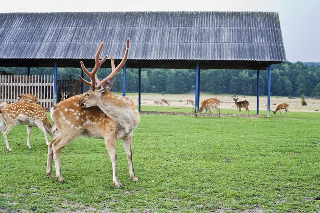 Types of Deer Farm