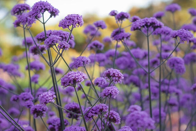 Verbena is Deer Resistant