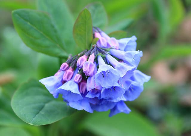 Deer Do Not Eat Virginia Bluebells