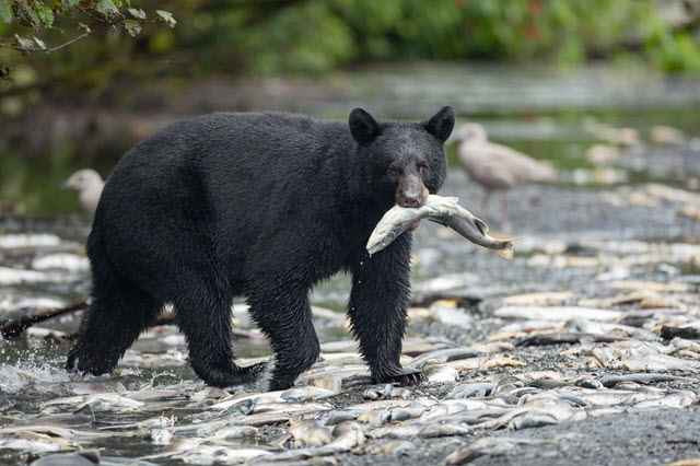 What Do Black Bears Eat?