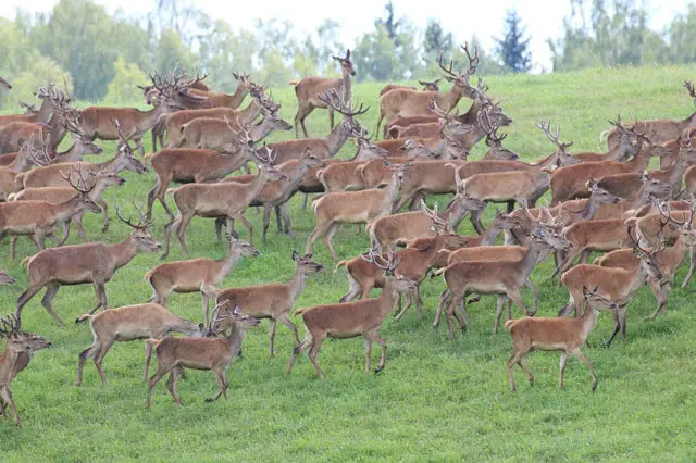 What Kind of Deer Are Raised on Farms?