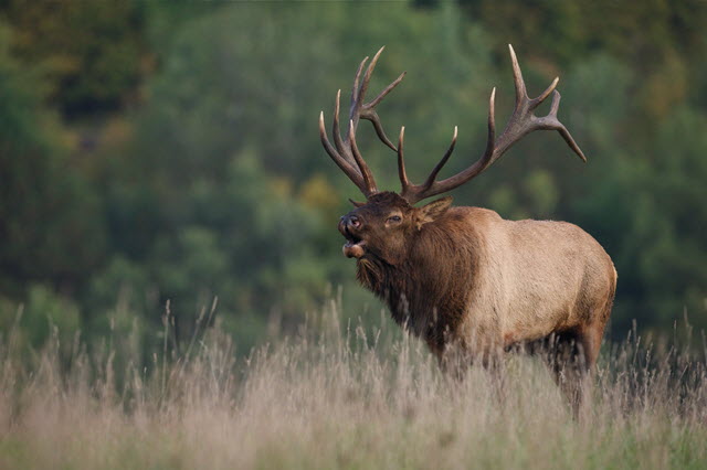 What State Has the Biggest Elk