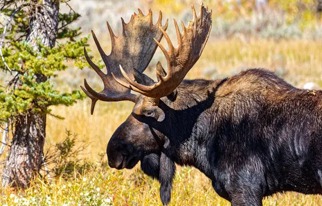 What State Has The Biggest Moose