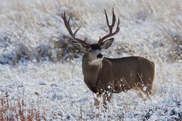 What State Has The Biggest Mule Deer