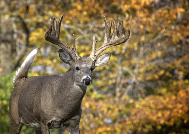 What State Has The Biggest Deer? [ANSWERED] - World Deer