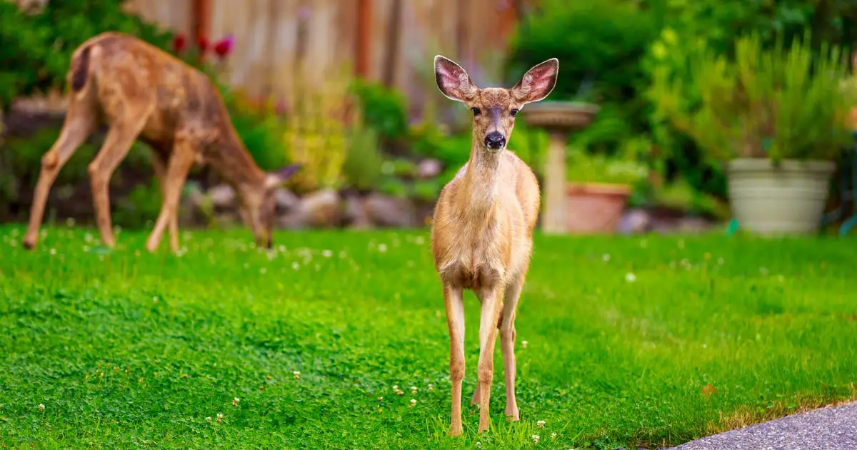 What to Feed Deer in Backyard