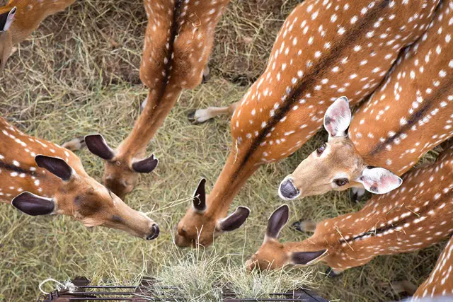 What To Feed Deer Instead of Hay