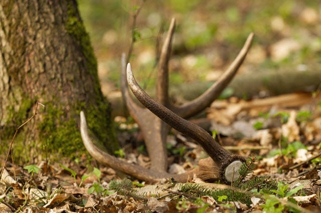When Deer Shed Their Antlers