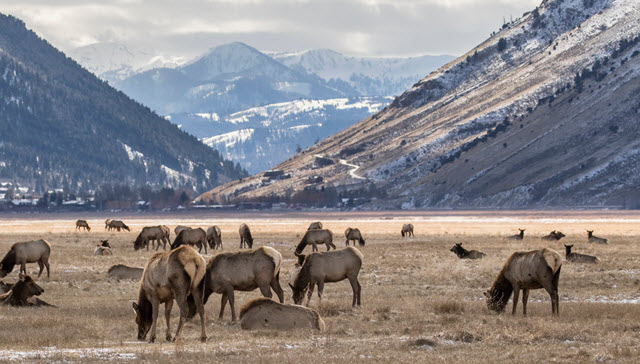 Where Do Elk Live?