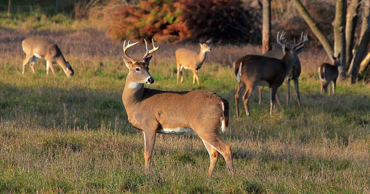 Whitetail Deer Population By State