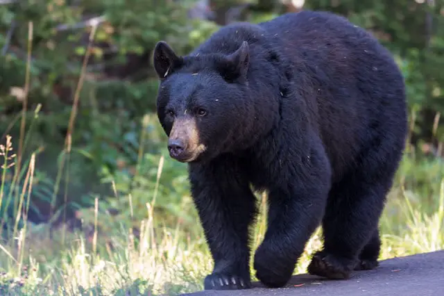 Will Black Bears Eat Deer?