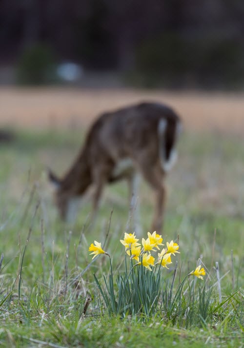 Will Deer Eat Daffodils?