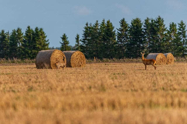 Will Deer Eat Hay?