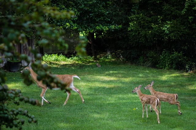 Will Deer Eat Petunias?