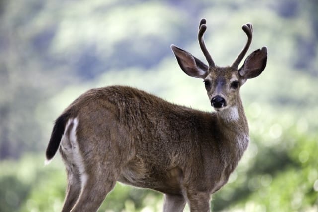 What Does a Two-Year-Old Buck Look Like?