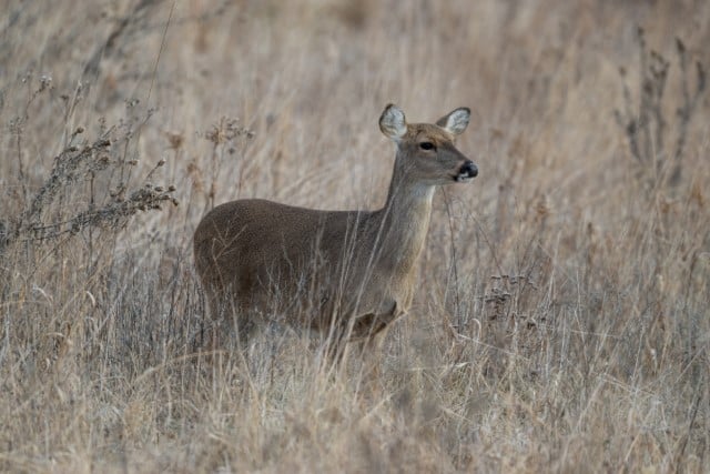 Age of a Fawn