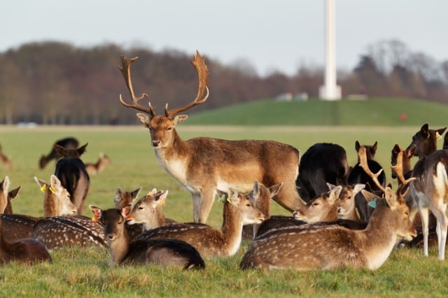 Antlers and Horns Have Different Purposes