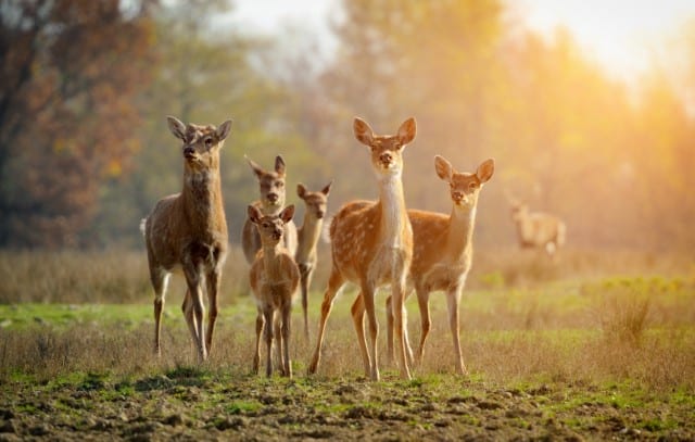 Are deer more active in the morning?