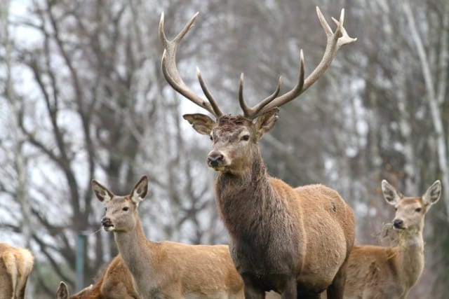 Red Deer vs Elk Comparison (difference between Elk & Red Deer)