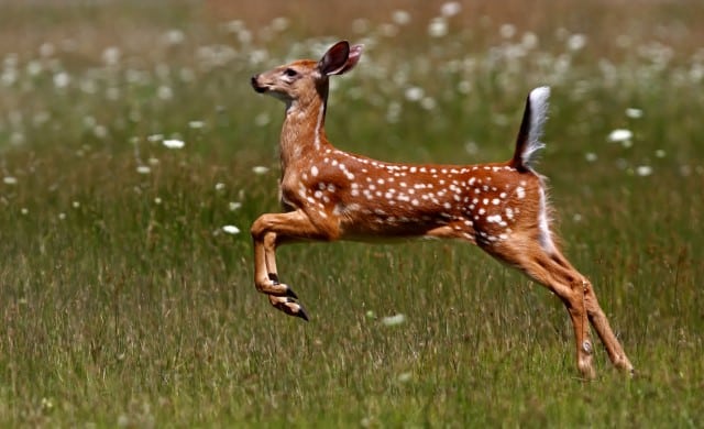 Is Bambi Deer a Boy or a Girl?