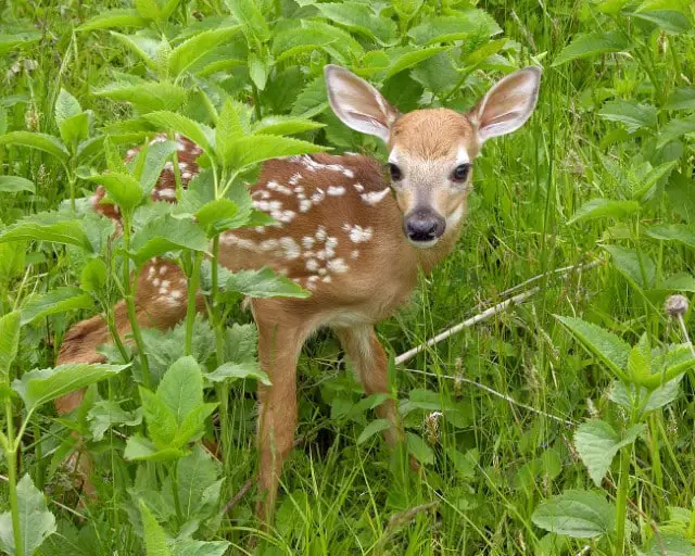 The Baby Deer - Bambi