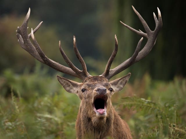 Red Deer vs Elk Comparison (difference between Elk & Red Deer)