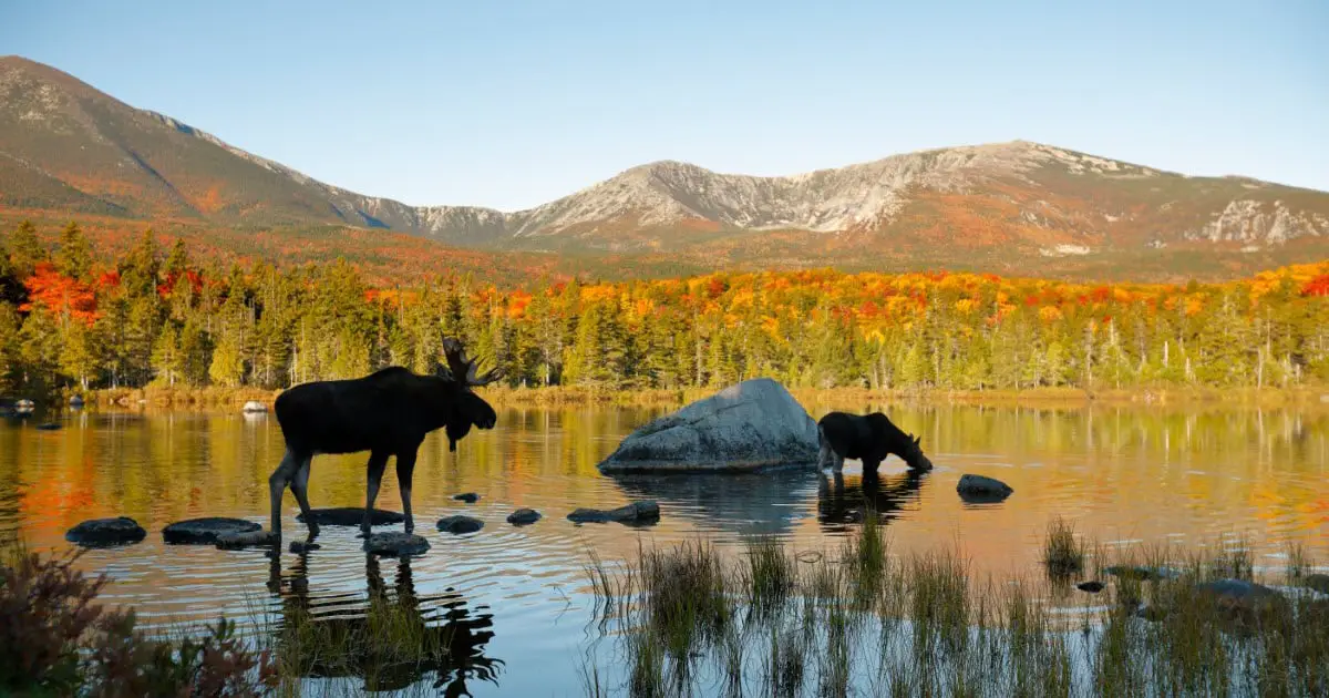 Best Place to See Moose in Maine