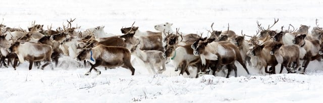 Size Comparison - Moose vs Caribou