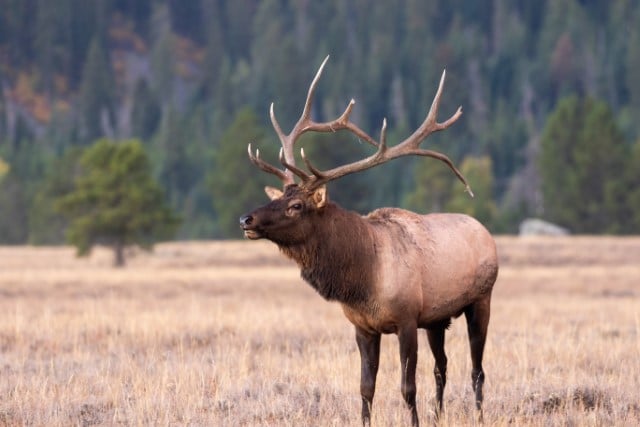 The biggest North American elk ever killed