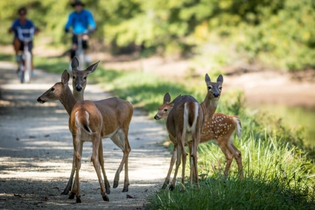 Can humans hear deer whistles?