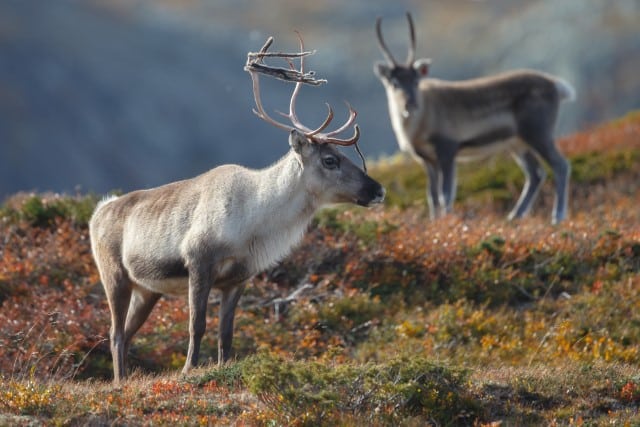 Caribou Deer Migration