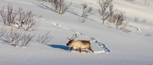 The name of Caribou vs Moose - Origins and symbolism to native people